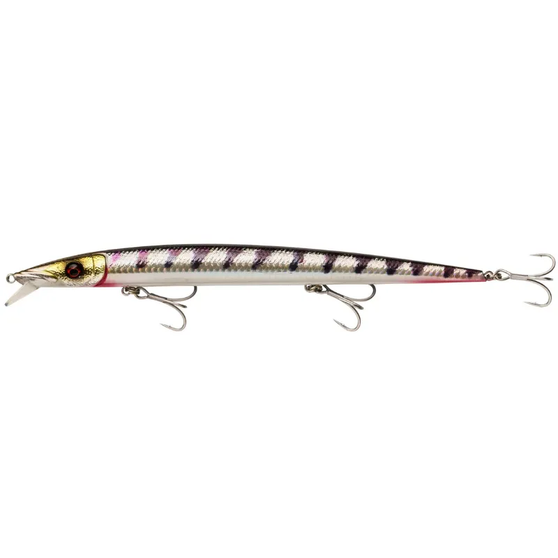 Barracuda