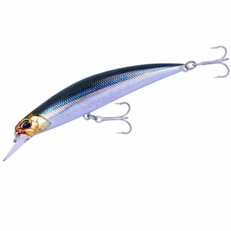 CYA0582 Blackear Sardine